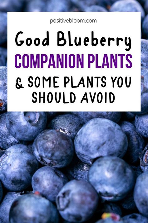 Good Blueberry Companion Plants & Some Plants You Should Avoid Growing Blueberries Bushes, Planting Blueberry Bushes, Blueberry Companion Plants, Pruning Blueberry Bushes, Blueberry Tree, Blueberry Gardening, Food Forest Garden, Growing Vegetables In Pots, Growing Blueberries