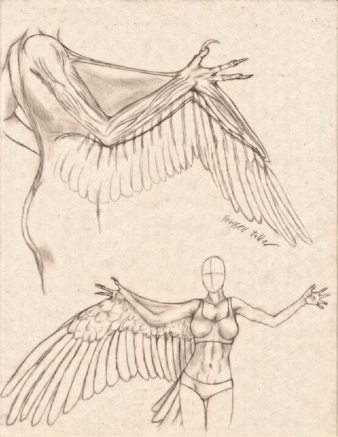 Anthro Avian Arm/Wing Comparative Anatomy Study by RussellTuller on DeviantArt Human Wings, Bird Anatomy, Learn To Draw People, Arm Drawing, Wings Drawing, Draw People, Wings Art, Anatomy Study, Anatomy Drawing