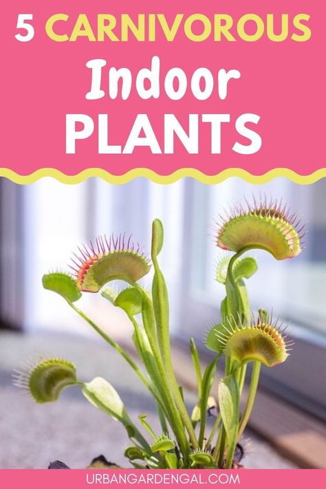 Carnivorous plants make great houseplants because they're low maintenance and help to reduce unwanted insects. Here are 5 of the best carnivorous houseplants to add to your indoor garden. #houseplants #carnivorousplants #indoorplants #indoorgarden Plant That Eats Flies, Indoor Carnivorous Plants, Carnivorous House Plants, Bog Garden Ideas Carnivorous Plants, Carnivours Plants, Carnivorous Garden, Carnivorous Plants Care, Carnivore Plants, Carnivores Plants