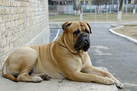 The Bullmastiff is an immensely powerful dog. He is extremely strong and very stocky in the body. This has led to an unfair reputation for fierce behaviour / Info Guard Dog Breeds, Mastiff Breeds, Giant Dog Breeds, Clumber Spaniel, Mastiff Puppies, Pit Bull Mix, Mastiff Dogs, Bearded Collie, Sweet Cat