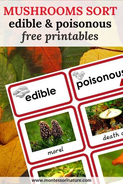 10 Types Of Edible And 10 Types Of Poisonous Mushrooms – Free Sorting Printable - Montessori Nature Life Cycle Of A Mushroom, Mushroom Free Printable, Mushroom Activities For Kids, 4h Cloverbud, Types Of Vertebrates, Anatomy Guide, Poison Mushroom, Esl Materials, Maths In Nature