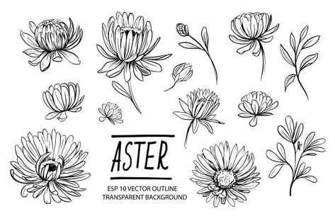 Aster Flower Drawing, Aster Tattoo, Aster Flower Tattoos, Flor Tattoo, Aster Flowers, Aster Flower, Birth Flower Tattoos, Flower Stock, Flower Sketches