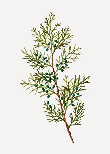 Juniper Bush, Illustration Botanique Vintage, Juniper Tree, Plant Vector, Botanical Illustration Vintage, Botanical Print Set, Minimalist Art Print, Cedar Trees, Winter Painting