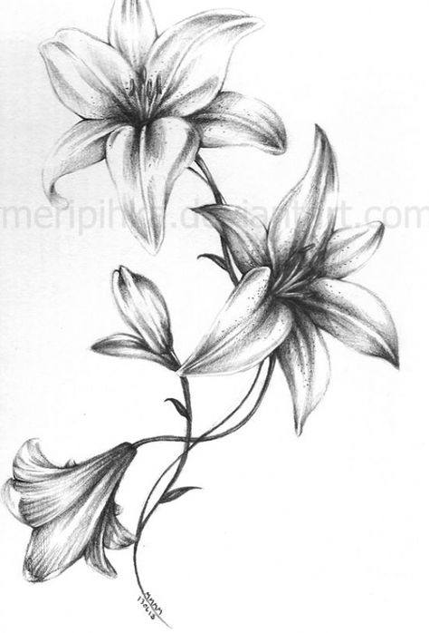 Lillies Tattoo, Lily Tattoo Design, Tattoo Hip, Lily Flower Tattoos, Tattoo Templates, Moth Tattoo, Lily Tattoo, Trendy Flowers, Foot Tattoo