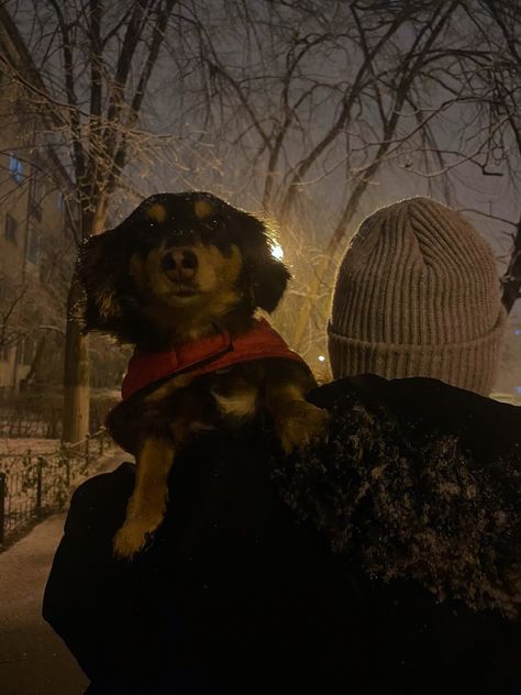 Late Winter Aesthetic, Dog Person Aesthetic, Dog Lover Aesthetic, Snowing Aesthetic, January Moodboard, Snow Winter Aesthetic, Night Dog Walking, Dog In Snow, 2024 Manifestation