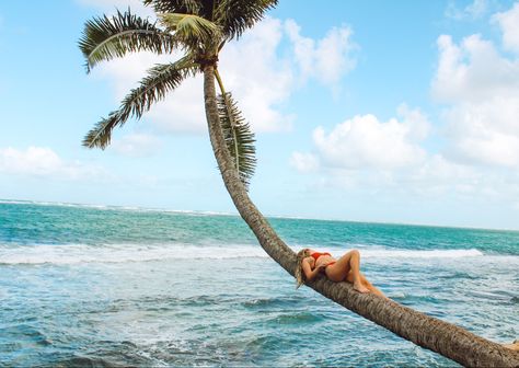 Palm tree photography, laying on a palm tree Palm Tree Pics, Palm Tree Photography, Tree Pose, Beach Photoshoot, Beach Photos, Palm Trees, Puerto Rico, Hawaii, Surfing