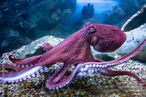 Real Octopus Pictures, Octopus On Rock, Real Octopus, Octopus Photography, Octopus Photos, Octopus Species, Octopus Pictures, Creature Marine, Molluscs