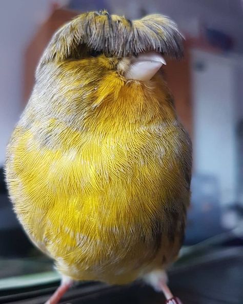 bird Birds To Draw, Instagram Likes And Followers, Same Same But Different, Wonder Pets, Canary Birds, Bowl Cut, Bird Seed, Cute Critters, The Fringe