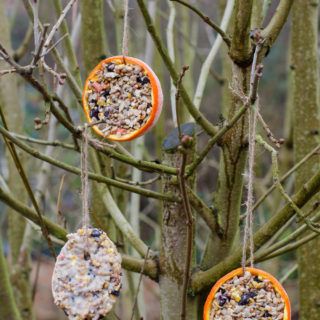 How to grow garlic: a step-by-step guide - Growing Family Bird Feeders For Kids To Make, Make A Bird Feeder, Best Bird Feeders, Bird Feeder Craft, Forest School Activities, Homemade Bird Feeders, Wild Bird Feeders, Bird House Kits, Bird Aviary