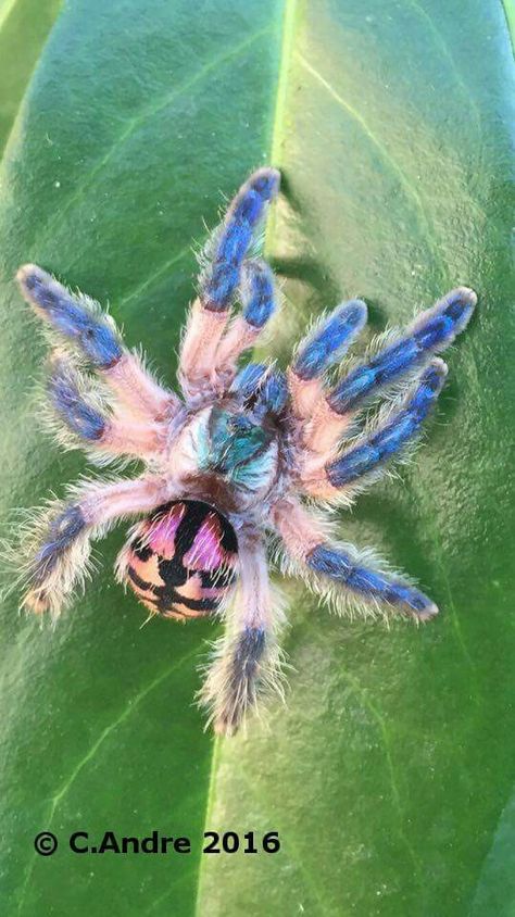 T. seladonia Pet Tarantula, Arachnids Spiders, Spider Species, Pet Spider, Cool Insects, Cool Bugs, Spider Art, Jumping Spider, Beautiful Bugs