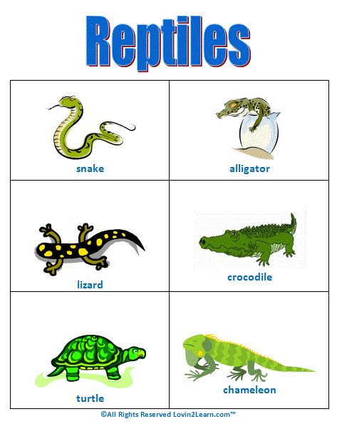 Reptiles Chart  www.loving2learn.com Reptiles For Kindergarten, Reptiles Preschool Free Printables, Preschool Reptile Theme, Reptiles For Preschoolers, Reptiles Activities For Preschool, Reptiles Kindergarten, Reptiles Preschool, Amphibians Animals, Reptiles Activities