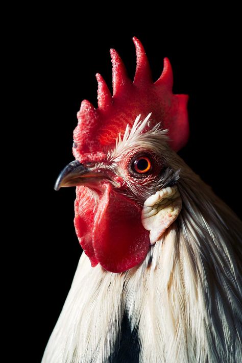 Chicken Portrait Photography, Chickens Reference, Drawing References Animals, Chicken Reference Photo, Chicken Animal Photography, Chicken Reference, Hen Photography, Rooster Photography, Hen Or Rooster