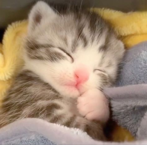 Sleepy Kitten, Silly Cats Pictures, Cute Cats Photos, Kittens And Puppies, Baby Kittens, Sleepy Cat, Silly Animals, Funny Cute Cats