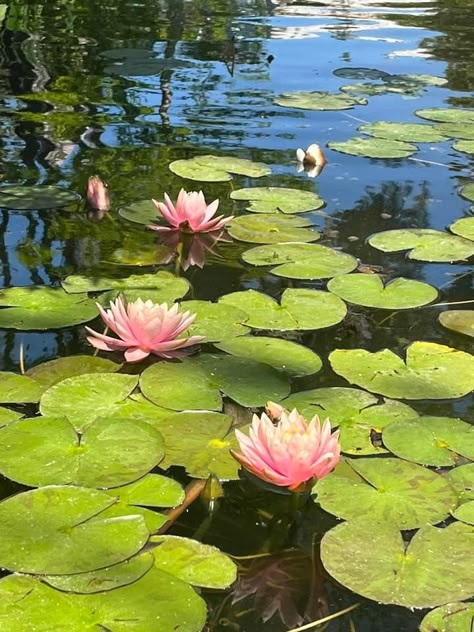 Water Lily Garden, Lily Pads Photography, Water Lillie’s, Lotus Pond Photography, Lily Pad Aesthetic, Painting Lily Pads, Landscape Reference Photos For Artists, Gouache Reference, Lilypad Art