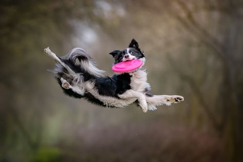 Something That I’m Passionate About – Canine Action And Portrait Photography | Bored Panda Jumping Dog, Dog Portraits Art, Dog Anatomy, Dog Photoshoot, Australian Shepherd Dogs, Border Collie Dog, Collie Dog, Sporting Dogs, Jolie Photo