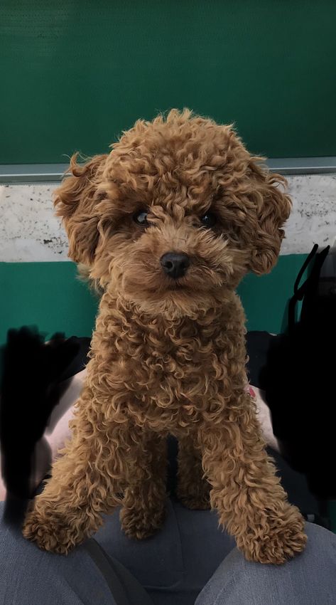 Toy Maltipoo Full Grown, Grown Cavapoo, Dog Pics Funny, Toy Poodle Full Grown, Poodle Full Grown, Cavapoo Full Grown, Mini Cavapoo, Cavapoo For Sale, Cavapoo Breeders