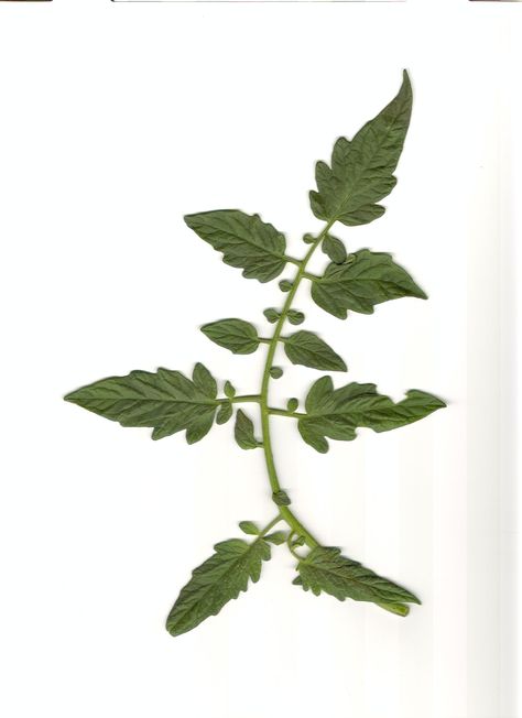 Tomato Plant Leaf top Tomato Leaves, Tomato Vine, Tatoo Inspiration, Tomato Plant, Texture Images, Tomato Plants, Veggie Garden, Leaf Tattoos, Drawing Inspiration