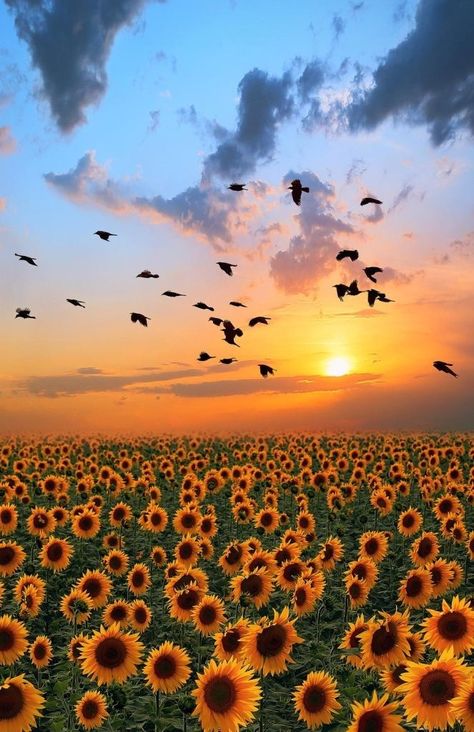 Sunflower sunrise Cer Nocturn, Foto Portrait, Theme Nature, Divine Nature, Sunflower Fields, Cloudy Day, Beautiful Sunset, Beautiful Photography, Amazing Nature