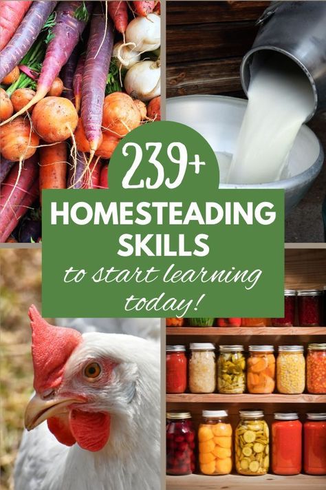 Four pictures- upper right pic is a pile of colorful root vegetables like purple carrots, radishes, and onions. Upper right is fresh milk being poured from a can into a bowl, bottom left is a white chicken with a red crest, and the bottom right is shelves filled with home canned food. Homestead Skills, Self Sufficient Homestead, Modern Homesteading, Survival Garden, Homesteading Diy, Homestead Gardens, Homesteading Skills, Homestead Living, Survival Gardening