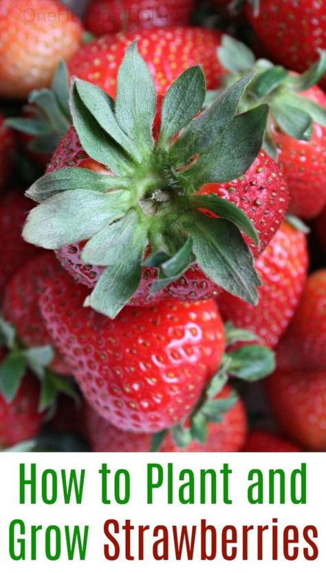 How to Plant and Grow Strawberries - One Hundred Dollars a Month Strawberry Runners, Grow Strawberries, Strawberry Seed, Small Nurseries, Fall Garden Vegetables, Growing Strawberries, Strawberry Patch, Strawberry Plants, Healthy Garden