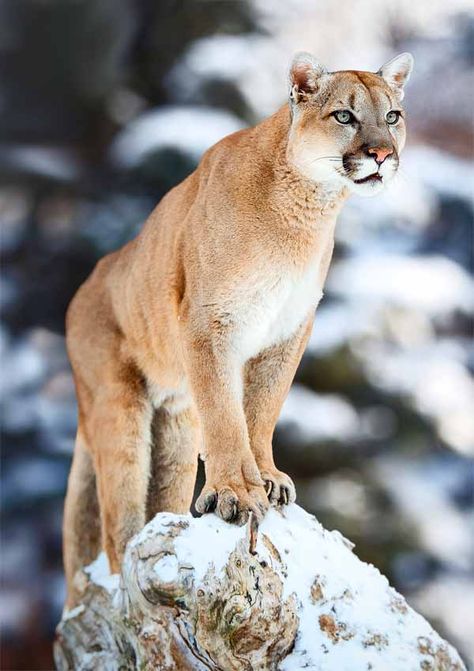 Ihre leichte weiße unter und leichte Tannen wurde vermischt mit leichte blau Augen und einer kleine Sonnen an ihre Körper. Savage Animals, Big Cats Photography, Lion Photography, Cat Species, Mountain Lion, Food Chain, Large Cats, Domestic Cat, Wildlife Animals