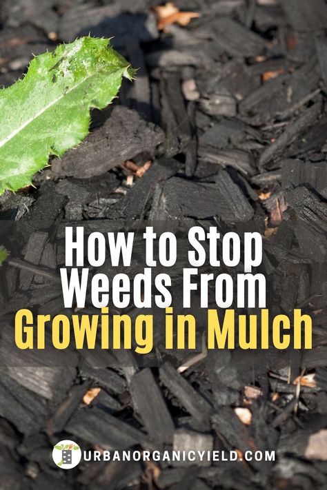 Mulch Substitute Ideas, Diy Mulch Landscaping, Mulch Border Ideas, Mulch Glue For Mulch, How To Lay Mulch Down, Black Mulch Landscaping Ideas Front Yard, Mulch Around Pool, Dark Mulch Landscaping, Brown Mulch Landscaping