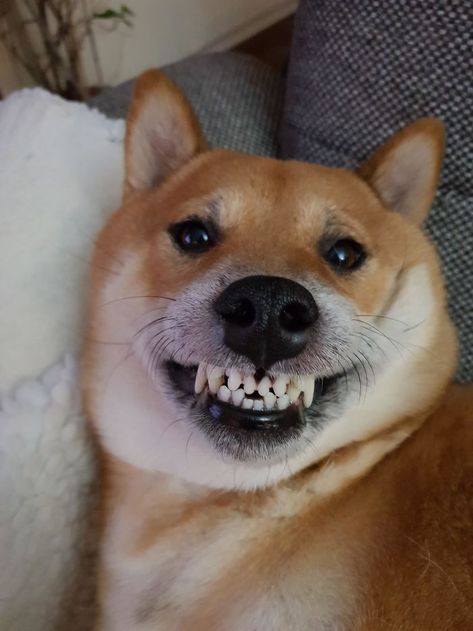 This Online Community Shares The Silliest Dog Photos Where Their Teeth Are Visible In A Funny Way (30 Pics) Dog Showing Teeth, Dentist Visit, Animal Teeth, Funny Dog Photos, Silly Dogs, Funny Dog Pictures, Smiling Dogs, Dog Teeth, Funny Animal Memes