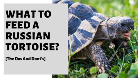 What To Feed A Russian Tortoise [The Dos And Don'ts] Russian Tortoise, Tortoise Care, List Of Flowers, Dos And Don'ts, Best Diet, Tortoise, Diet