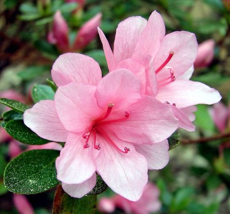 Azalea Flower, Pink Azaleas, Flower Therapy, Types Of Flowers, Flowers Nature, Flower Pictures, Decoration Design, Amazing Flowers, Flower Drawing