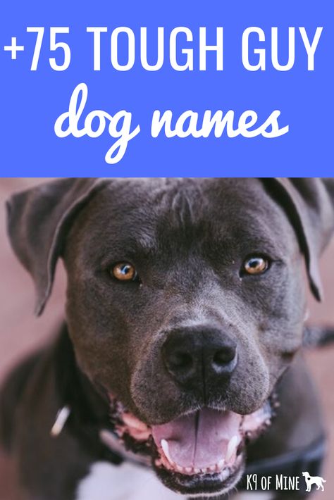 Our collection of awesome tough dog names for your rough and rowdy tough guy! #dogs #dognames #dognameideas Tough Dog Names Boys, Strong Dog Names, Tough Dog Names, Big Dog Names, Dog Name Ideas, Corgi Names, Dog Names Unique, Boy Dog Names, Girl Dog Names