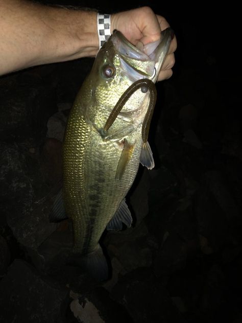 Night Bass Fishing Baits & Tricks. Use these methods to help you catch more bass at night. Night Fishing Hacks, Bass Fishing Girl, Bass Fishing Pictures, Fishing Tricks, Bass Fishing Boats, Fishing Boats For Sale, Catfish Fishing, Fishing Jig, Fishing For Beginners