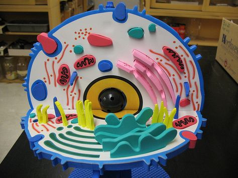 Animal Cell Model 3d Animal Cell Project, Animal Cell Model Project, 3d Animal Cell, Plant Cell Project, Edible Cell, Cell Model Project, Plant Cell Model, Animal Cell Project, Cell Theory