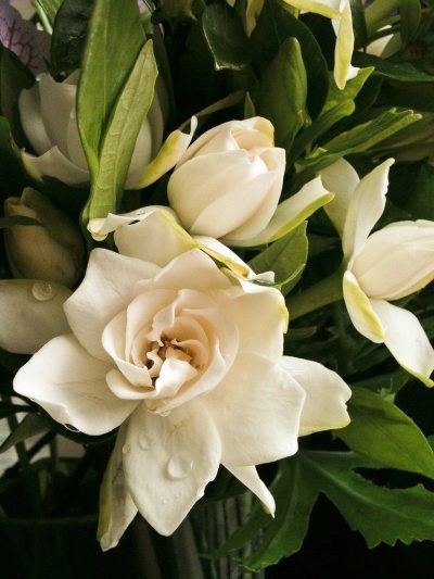 Gardenia Flowers, Gardenia Plant, Dekorasi Bohemia, Plant Mama, Flowers Wild, Meteor Garden 2018, Decoration Plante, Colorful Roses, Gorgeous Flowers