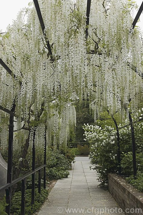 Wisteria floribunda Shiro Noda Photo Garden Archways, Japanese Wisteria, Mandy Candy, Chinese Wisteria, Wisteria Sinensis, Wisteria Pergola, Wisteria Garden, Wisteria Plant, Wisteria Vine