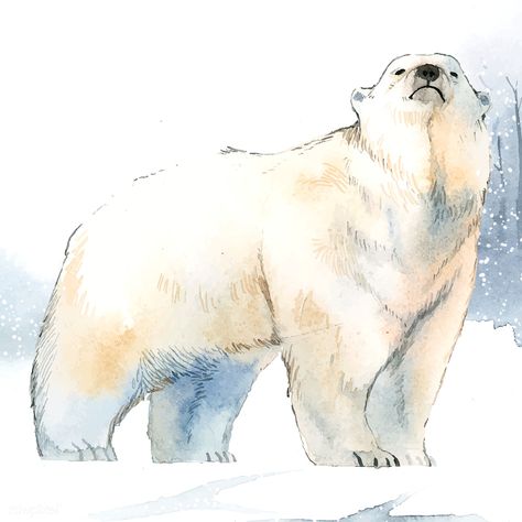 Hand-drawn polar bear in the snow watercolor style vector | free image by rawpixel.com / Niwat Pinguin Illustration, Polar Bear Paint, Polar Bear Tattoo, Polar Bear Drawing, Snow Watercolor, Polar Bear Illustration, Drawing Basics, Bear Sketch, Polar Bear Art