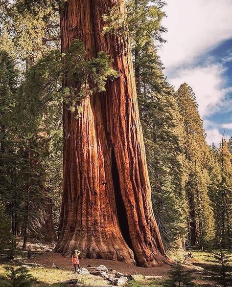 Redwood trees are here to teach us to dream big 🙏 Giant Sequoia Trees, Sequoia Tree, Alpine Meadow, Redwood Tree, Ancient Forest, California National Parks, Sequoia National Park, Red Wood, Napoleon Hill