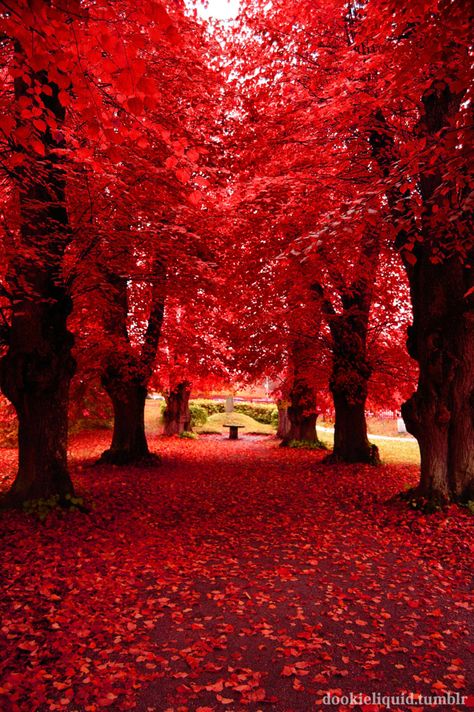 Leaves On The Ground, Red Trees, Matka Natura, Belle Nature, Red Tree, Autumn Scenery, Autumn Beauty, Beautiful Photos Of Nature, Alam Yang Indah