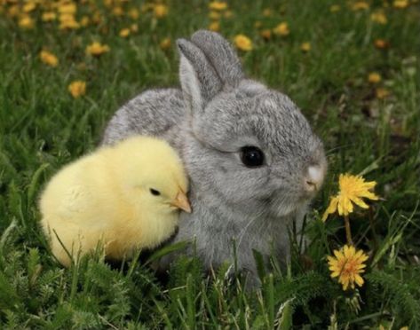 Rabbits And Chickens Together, Raising Rabbits, Rabbit Colors, Dachshund Funny, Guinea Pig Care, Easter Time, Pet Rabbit, Baby Bunnies