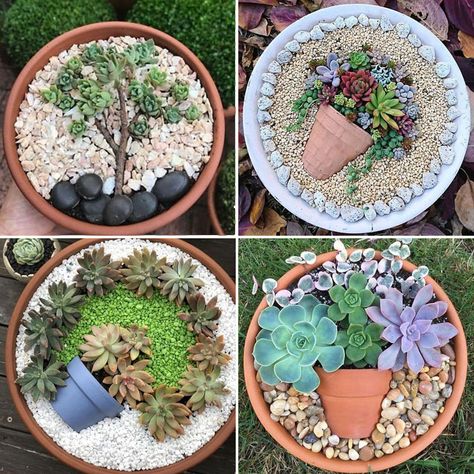 Succulent Container Ideas Creative, Succulent Designs In Pots, Terra Cotta Succulent Pots, Succulent Plant Pot Ideas, Cactus And Succulent Garden Pots, Succulent Pot Arrangements, Succulent Pot Arrangement Ideas, Succulent Arrangements Terracotta, Rock Garden In A Pot