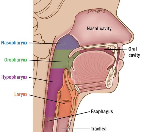 Throat anatomy - overview ‣ THANC Guide Salivary Gland Infection, Throat Anatomy, Soft Palate, Anatomy Lessons, Salivary Gland, Tissue Types, Nasal Cavity, Medical School Essentials, Medical Anatomy