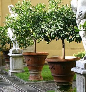 Many trees, shrubs and perennials will grow well in containers, providing an interesting focal point for your garden or an accent for an entry way or other small space. It is key to choose the right pot. When selecting a …  Read Article Best Potted Trees Outdoor, Potted Trees Front Door, Front Door Trees In Pots, Trees In Pots Outdoors, Trees For Pots, Potted Trees Patio, Patio Trees, Container Planting, Lime Paint