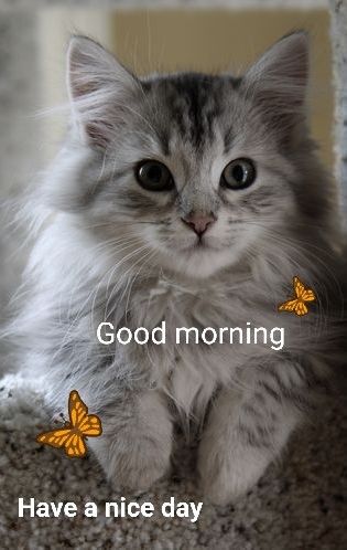 Good Morning Cats So Cute, Good Morning With Cats, Morning Cats Funny, Good Morning Cats Funny, Good Morning Cats, Good Morning Animals, Good Morning Cat, Good Morning Smiley, Good Morning My Friend