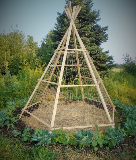 Bean Teepee Round two.. Bean Tipi, Bean Teepee Diy, Green Bean Teepee, Bean Teepee, Garden Teepee, Teepee Trellis, Diy Garden Decor Projects, Diy Trellis, Garden Decor Projects