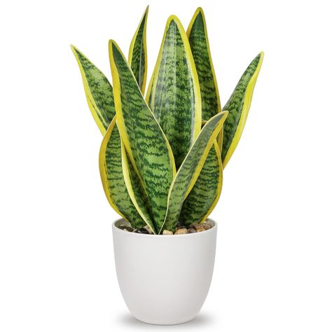 PRICES MAY VARY. 👍✨【PREMIUM QUALITY POTTED PLANTS】: Realistic artificial sansevieria plants are made of eco-friendly polyester material. Each fake Snake Plant with pot leaf is thick, upright, solid, has its own elegant arc, gives you a touch like a leathery. "Hollyone" brand assurance is worthy of your trust. 📐✨【PERFECT SIZE】: Faux snake plant height approx: 13.2", pots: 4.5"W x 4.1"H. ⭕❗Please read the measurement more attentively. It's a really good size for placing on a tabletop or on the f Best Desk Plant, Snake Plant Tall Vase, Artificial Plants Amazon, Homedepot Plants, Indoor Plant Aesthetic, Aesthetic Modern Bathroom, Lake Bedroom, Potted Sunflowers, Best Bathroom Plants