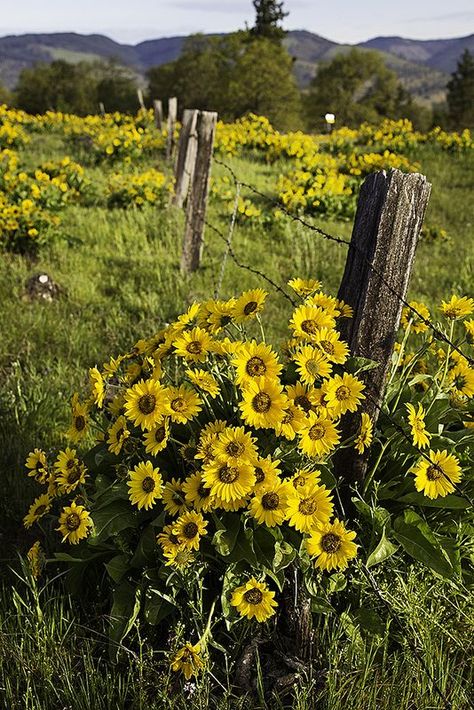 Country Fences, Beautiful Field, Sunflowers And Daisies, Old Fences, Country Scenes, Flower Field, Country Living, Farm Life, Country Life