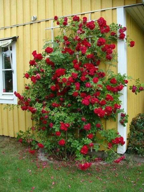 Wonderful ideas for fabulous decorations in the garden with climbing roses | My desired home Roses Trellis, Climbing Roses Trellis, Rose Trellis, Diy Trellis, Climbing Rose, Diy Roses, Rose Trees, Growing Roses, Planting Roses