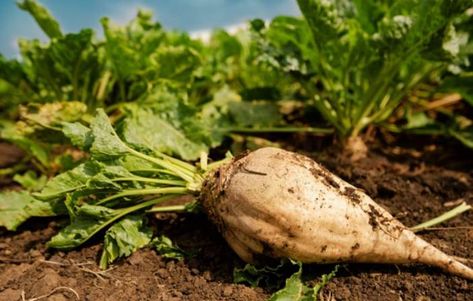 White Beets, Sugar Beets, Beta Vulgaris, Sugar Beet, Red Beets, Beet Juice, Heirloom Vegetables, Fruit Seeds, Distilled White Vinegar