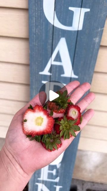 Garden || Gardening Lover || Garden Love 🏡 on Instagram: "Turn your Scraps into Strawberries! 🌱 . 🎥: @mamanowwhat . Do your kids love strawberries? Mine do!   Instead of tossing out those tops, here’s a fun and sustainable way to make the most out of them…  Simply take the tops and plant them in your garden!   Tend to them like normal seedlings, watering 💧 and sunlight 🌞 and within a few weeks they will be popping up!   Don’t let those strawberry scraps go to waste!   Let’s turn the scraps into a thriving strawberry patch in your backyard!   From saving money to reducing waste and enjoying fresh, homegrown strawberries, it’s a win-win for everyone!   Start your strawberry growing journey today after your kids have a snack 😉 #strawberrygarden" Strawberry Scraps, Strawberry Growing, Strawberry Garden, Strawberry Patch, Reducing Waste, Strawberry Plants, Diy Greenhouse, Strawberries, Saving Money