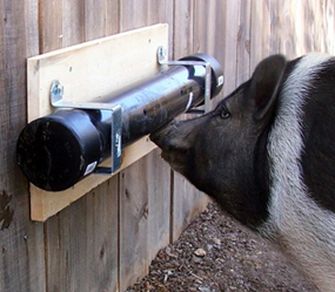 Toys For Pigs, Mini Potbelly Pigs, Pet Pig Care, Pig Feeder, Kune Kune Pigs, Raising Pigs, Pet Pig, Pig Pen, Pot Belly Pigs