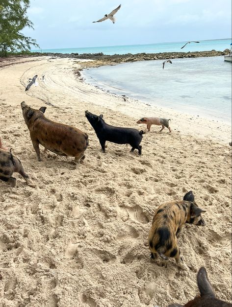 Pigs On The Beach, Bora Bora Pigs, Pig Beach Bahamas Aesthetic, Bahamas Pig Beach, Island Vibes Aesthetic, Bahamas Vacation Pictures, Animal Lover Aesthetic, Pig Island Bahamas, Circe Aesthetic